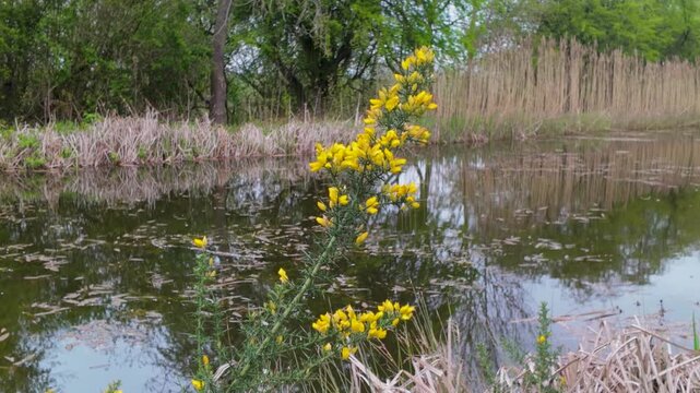 Yellow wildflowers by wetland pond with reeds and reflections