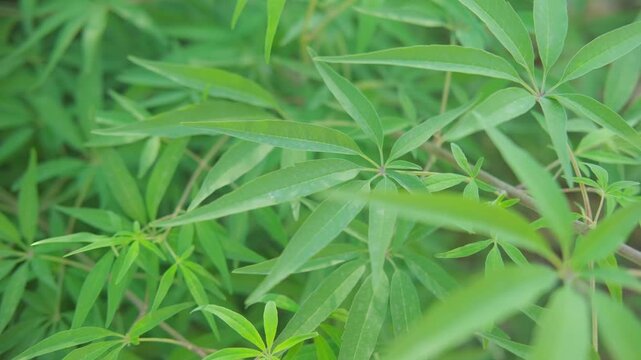 Closeup Vitex agnus castus leaf outdoors, healing herb, narrow green leaflets, herbal plant, like cannabis, medicinal use, botany, traditional remedy, eco friendly plant, organic phytomedicine