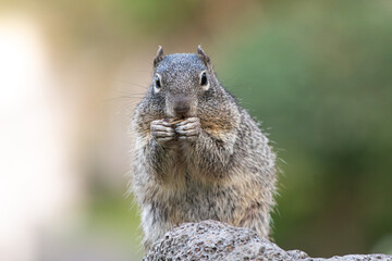 A California ground squirrel standing on a rock while eating an acorn © JuanPablo