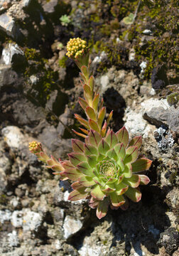 Flora of Gran Canaria - flowering Aeonium simsii, tree houseleek endemic to the island natural macro floral background