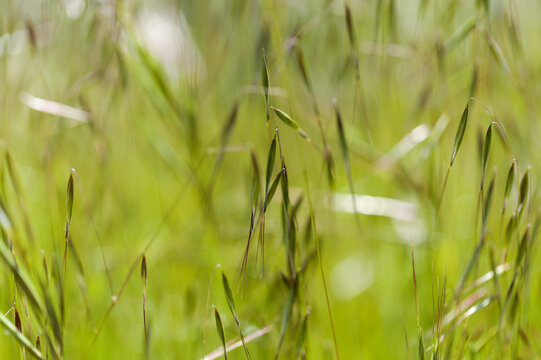 Flora of Gran Canaria -  Avena fatua common wild oats natural macro floral background