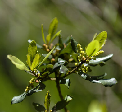 Flora of Gran Canaria - Myrica faya, firetree, endemic to Macaronesia, natural macro floral background