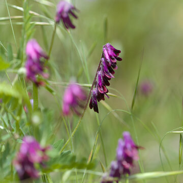 Flora of Gran Canaria - Vicia villosa, hairy vetch,  natural macro floral background
