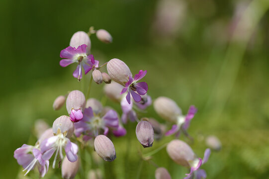 Flora of Gran Canaria -  Silene vulgaris, the bladder campion, natural macro floral background