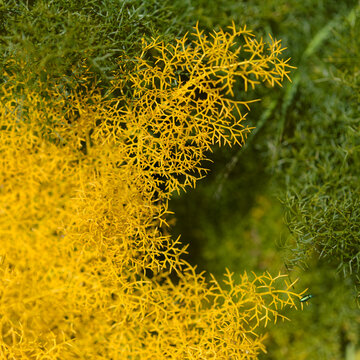 Flora of Gran Canaria - Ferula linkii, Giant Canary Fennel endemic to the Canary Islands, finely dissected leaves, both yellow and green, during flowering