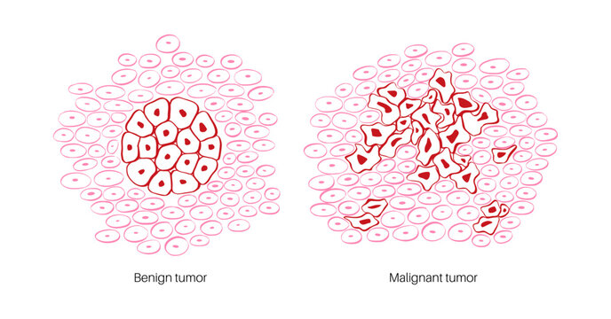 Cells structure sketch