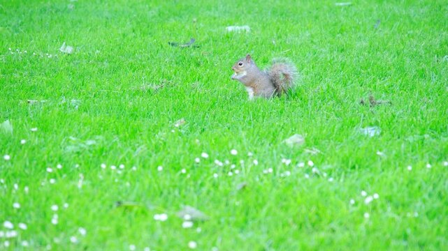 Canadian squirrel Sciurus griseus eating on meadow, green grass, bushy tail, wild rodent, nature, ecological problem, biodiversity threat, ecology topic, forest pest