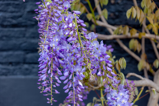 Selective focus of purple flowers Wisteria sinensis or Blue rain, Chinese wisteria is species of flowering plant in the pea family, Its twisting stems and masses of scented flowers in hanging racemes.