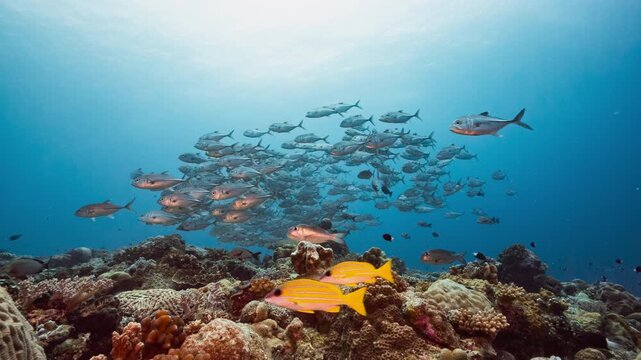 Static underwater shot of large school of silver fish swimming in current above a coral reef 