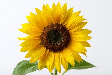Obraz premium Bright yellow sunflower on white background with green leaves