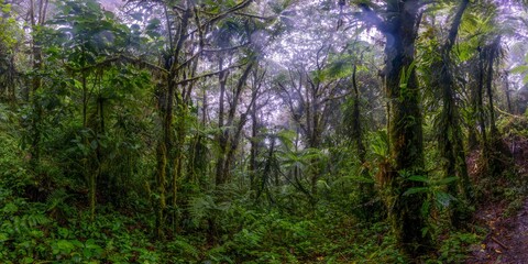 Fototapeta premium Misty tropical rainforest panorama with dense jungle vegetation Panama