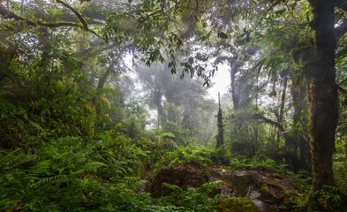 Naklejka premium Tropical rainforest clearing with rocks Panama