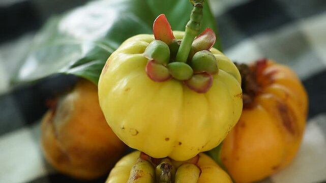 Garcinia or Garcinia atroviridis fruits on natural background.