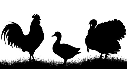 Fototapeta premium rooster and hen