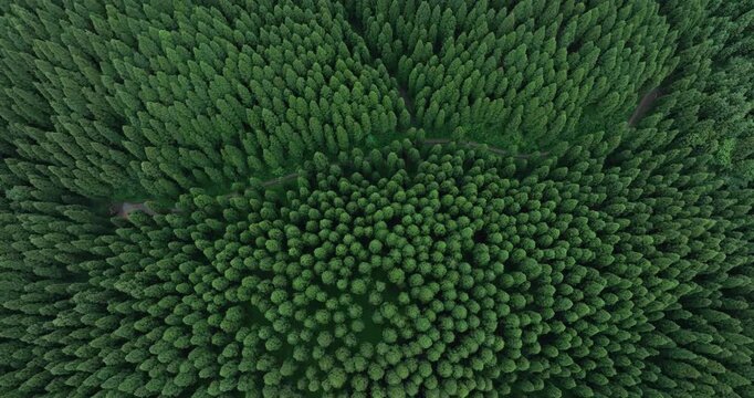 Aerial footage of beautiful forest mountain landscape