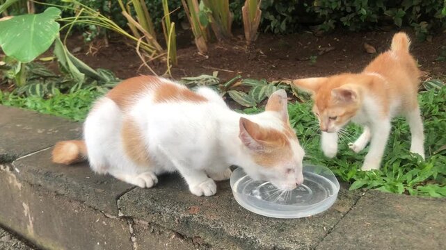 Two adorable ginger and white kittens drinking water from a small dish placed on a stone ledge outdoors.