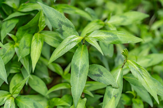 Persicaria posumbu is a species of flowering plant in the family Polygonaceae. Mount Emei, Mount Omei, is a mountain in Sichuan Province, China.