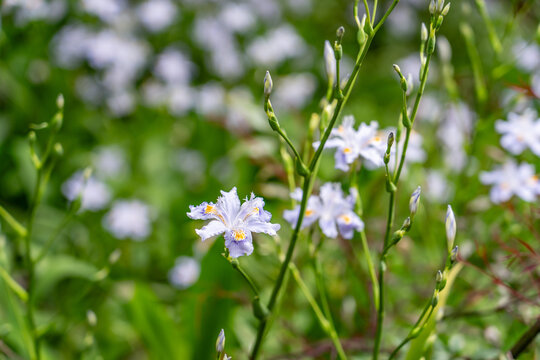 Iris japonica, commonly known as fringed iris, shaga and butterfly flower.  Mount Emei, Mount Omei, is a mountain in Sichuan Province, China.