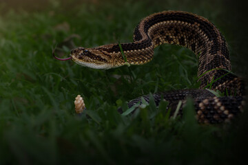 Obraz premium Neotropical rattlesnake coiled in grass with tongue out close up