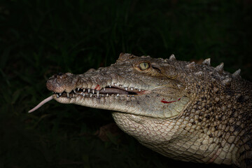 Fototapeta premium Crocodile eating prey with open jaws close up wildlife