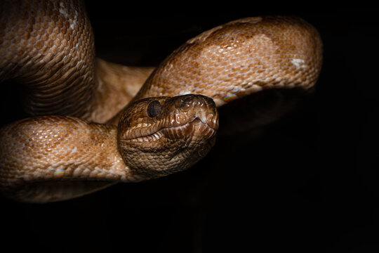 Ringed tree boa coiled on branch macro close up