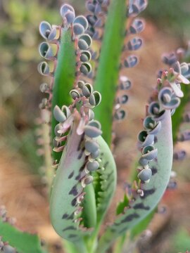 Kalanchoe Daigremontiana succulent plant, Mother of Thousands leaf detail with plantlets