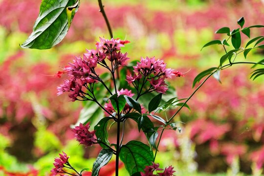focused view of exotic crimson and white Clerodendrum thomsoniae or Bleeding Heart vine flowers blooming in natural light against a soft blurry background.