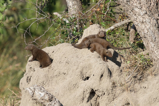 S&uuml;dliche Zwergmanguste auf Termitenh&uuml;gel / Dwarf mongoose at Termit's nest / Helogale parvula