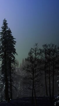 Snow covers trees in a forest as mist fills the air during early morning. The light creates shadows on the ground, revealing the beauty of nature in winter.