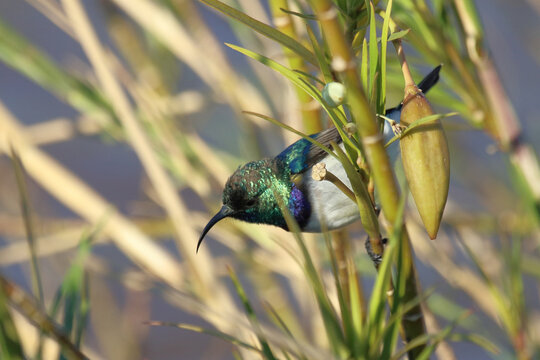 Wei&szlig;bauch-Nektarvogel / White-breasted sunbird or White-bellied sunbird / Nectarinia talatala aut Cinnyris talatala