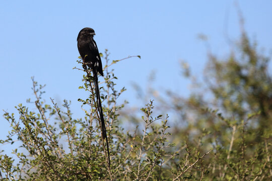 Schachw&uuml;rger / Long-tailed shrike - Magpie shrike / Lanius schach