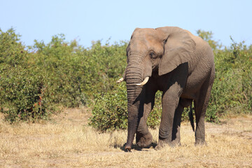 Fototapeta premium Afrikanischer Elefant / African elephant / Loxodonta africana