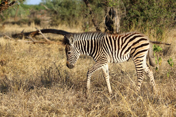 Obraz premium Steppenzebra / Burchell's zebra / Equus quagga burchellii