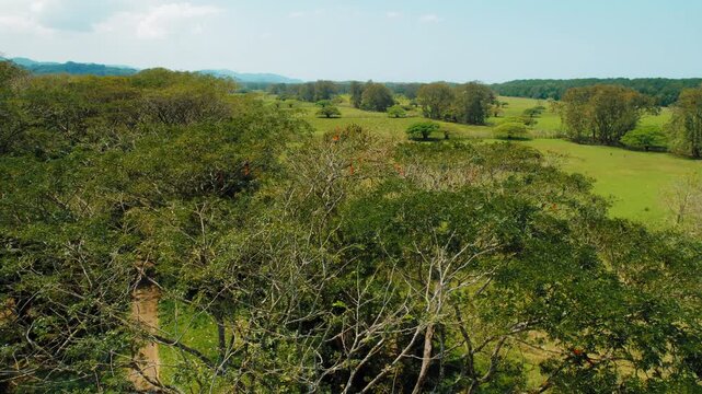 Scarlet Macaw birds perched in tropical forest canopy