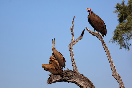 Wei&szlig;r&uuml;ckengeier und Ohrengeier / White-backed vulture and Lappet-faced vulture or Nubian vulture / Gyps africanus et Torgos tracheliotus