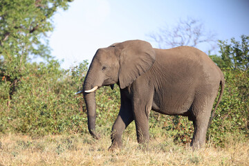 Obraz premium Afrikanischer Elefant / African elephant / Loxodonta africana
