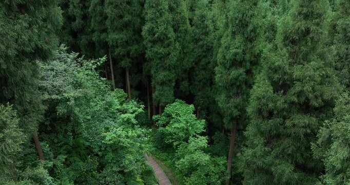 Aerial footage of beautiful forest mountain landscape