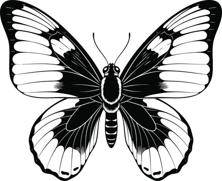 Black and white hand drawn butterfly illustration.