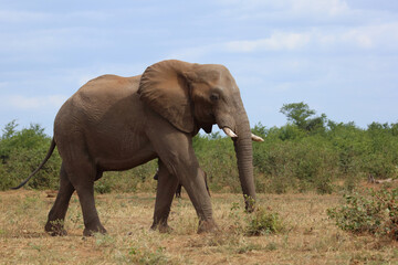 Obraz premium Afrikanischer Elefant / African elephant / Loxodonta africana