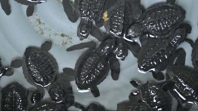 A group of hawksbill turtle hatchlings in a basin, ready to be released on Alue Naga Beach in Banda Aceh, Indonesia