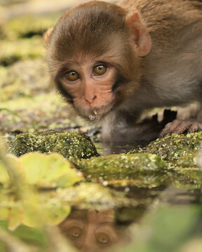 Adorable Rhesus Macaques Baby Drinking Calm Water Reflection