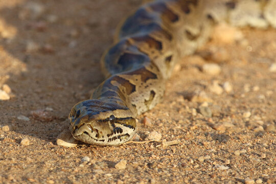 S&uuml;dlicher Felsenpython / Southern African rock python / Python natalensis