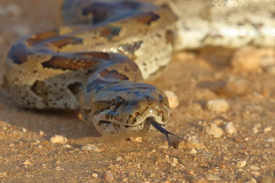 S&uuml;dlicher Felsenpython / Southern African rock python / Python natalensis
