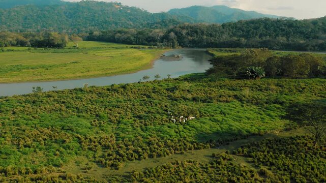 Group of white cattle grazing in green fields by Tarcoles river in Costa Rica