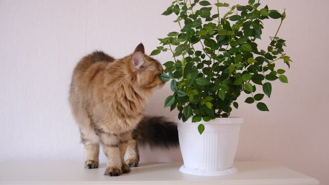 Cute tabby cat playing with green potted houseplant. Kitten biting home plants. Funny Pampered Pets. Animals behavior