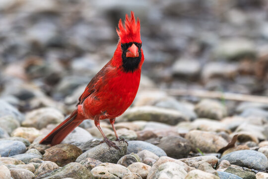 Male northern cardinal with a spikey crest atop its head.