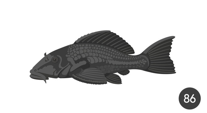Plecostomus Fish Illustration, Aquascaping Aquarium Pet, Freshwater Catfish