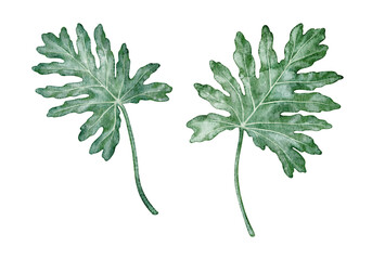 Watercolor tropical leaf Philodendron selloanum botanical illustration. Hand drawn green shrub set with texture. Garden graphic floral design. Nature greenery element for indoor plant template. © NadyaSaen 