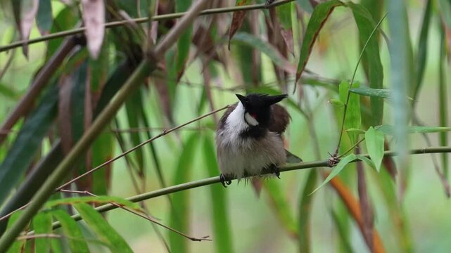 Red-whiskered Bulbul Perched on Bamboo Branch in Tropical Forest