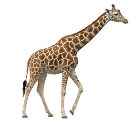 Obraz premium Elegant giraffe portrait, detailed PNG cutout with isolate, transparent background. Perfect for design, digital art, and creative projects – a wildlife symbol.
